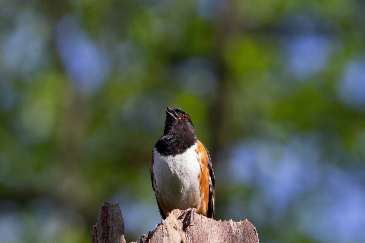 Eastern Towhee - ML643107719