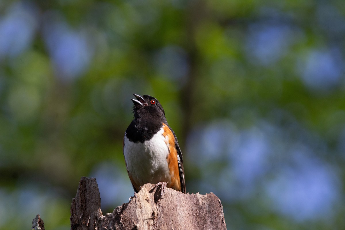 Eastern Towhee - ML643107720