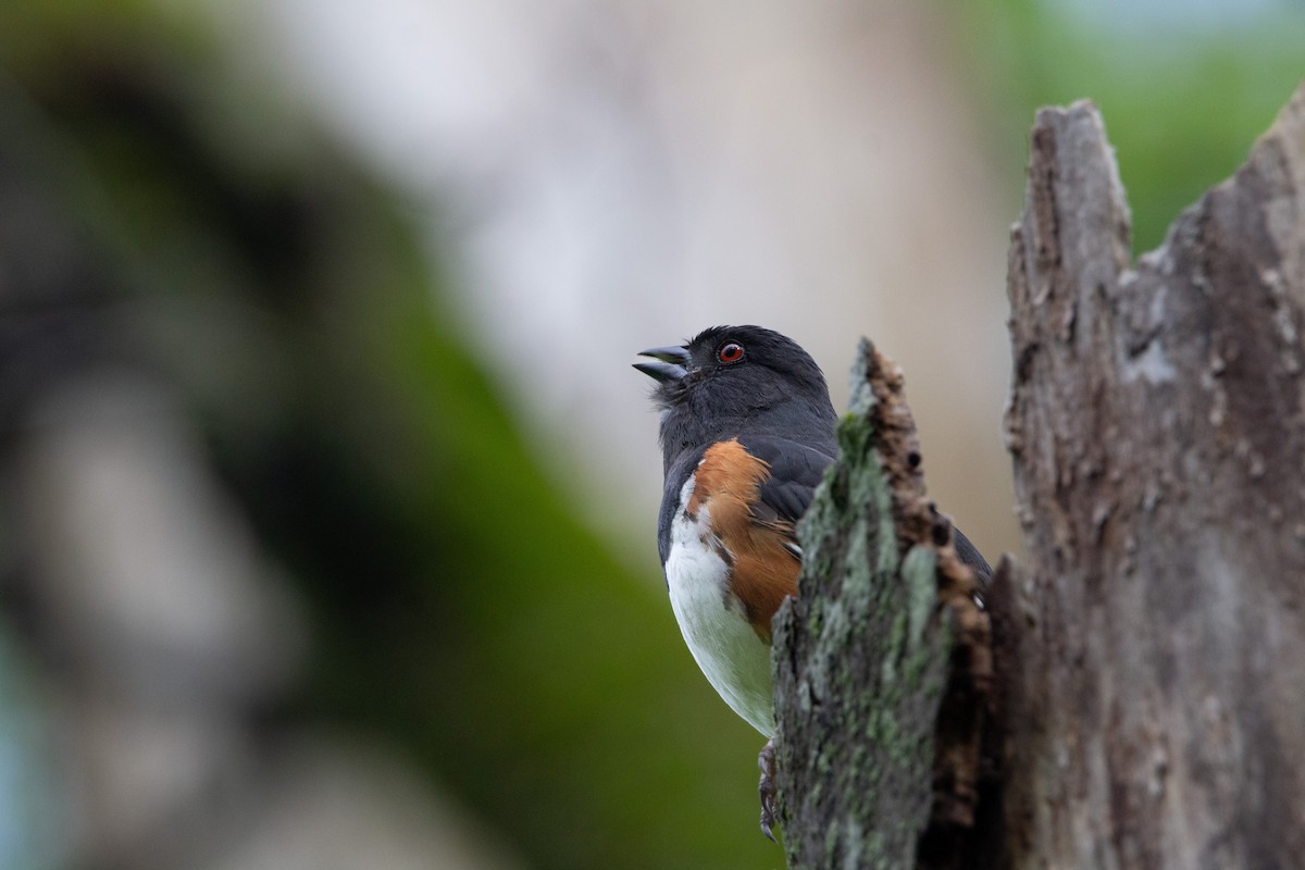 Eastern Towhee - ML643107721