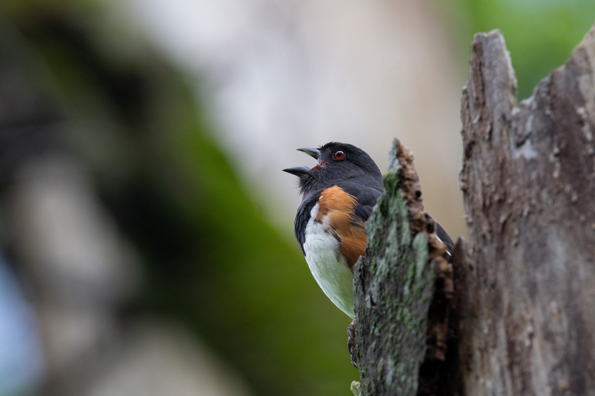 Eastern Towhee - ML643107722