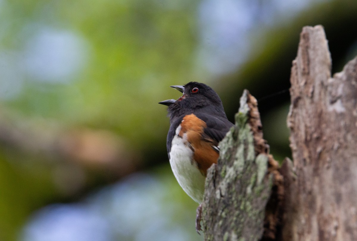 Eastern Towhee - ML643107723