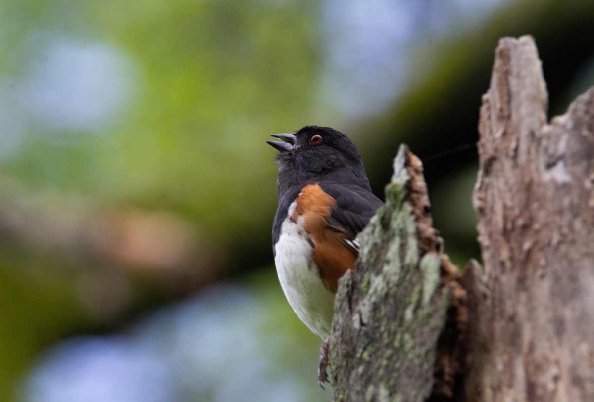 Eastern Towhee - ML643107724