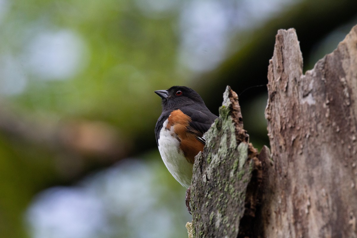 Eastern Towhee - ML643107725