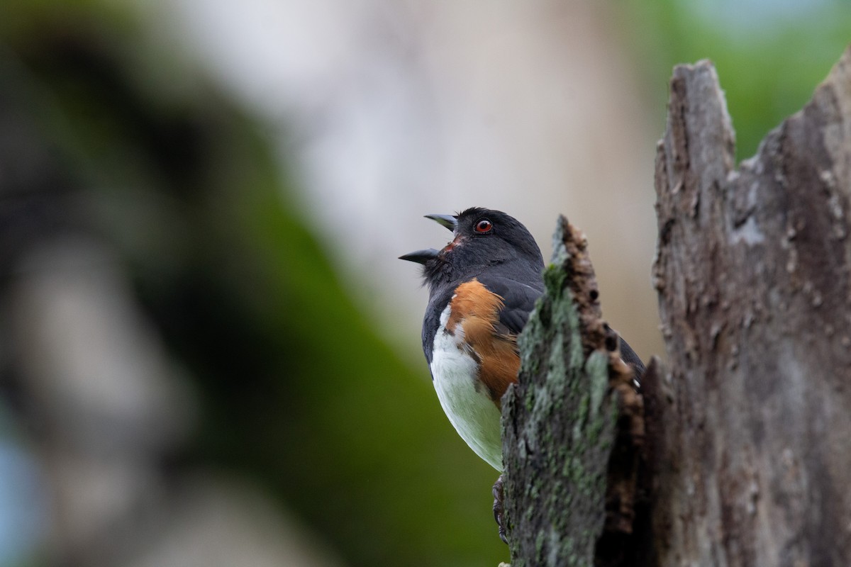 Eastern Towhee - ML643107726