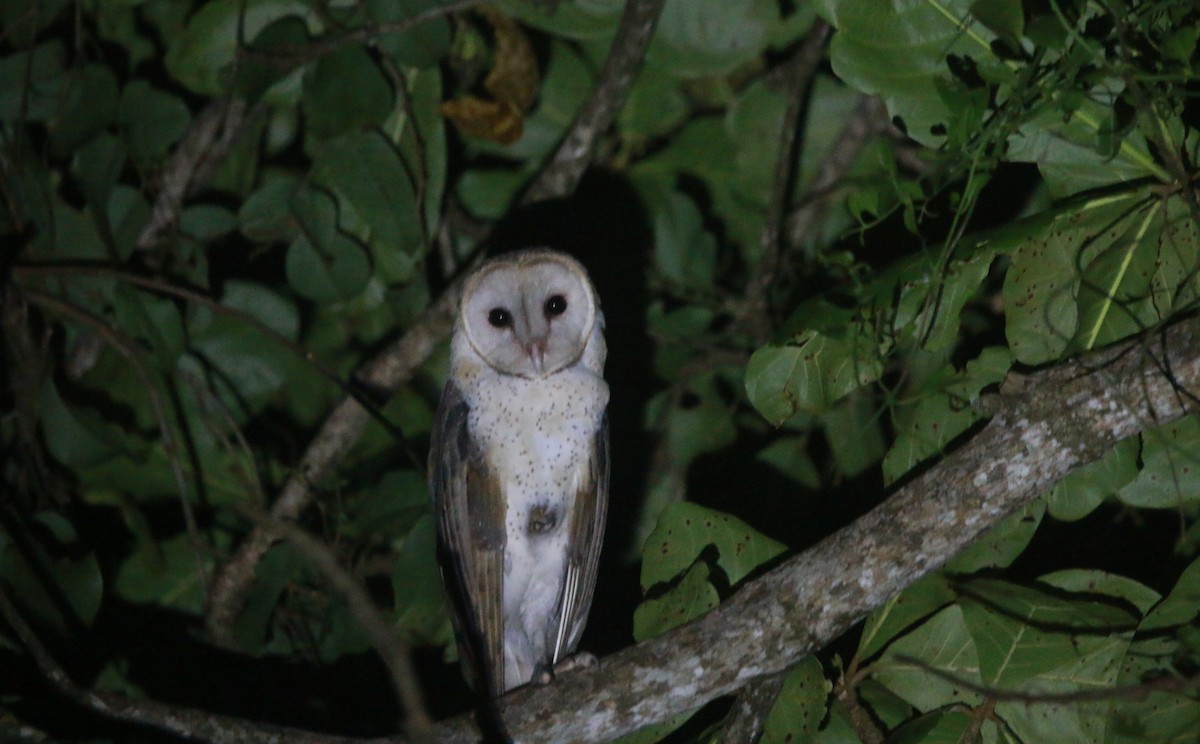 תנשמת אמריקנית - ML643107729
