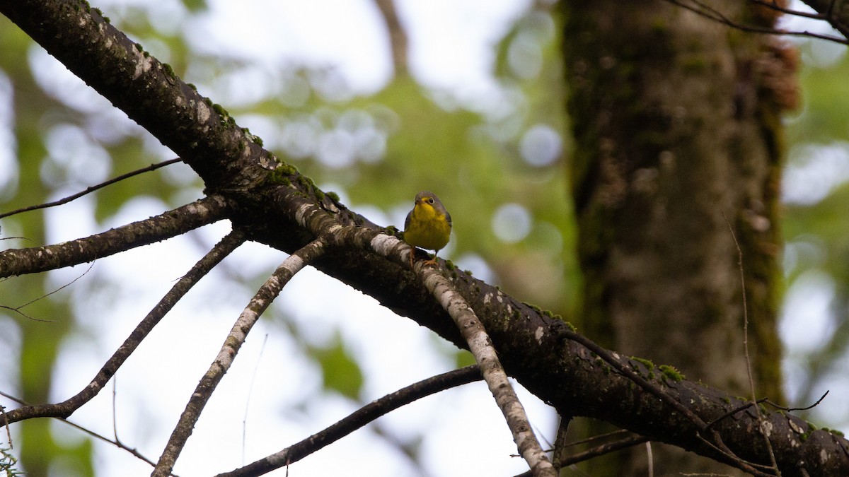 Canada Warbler - ML643107738