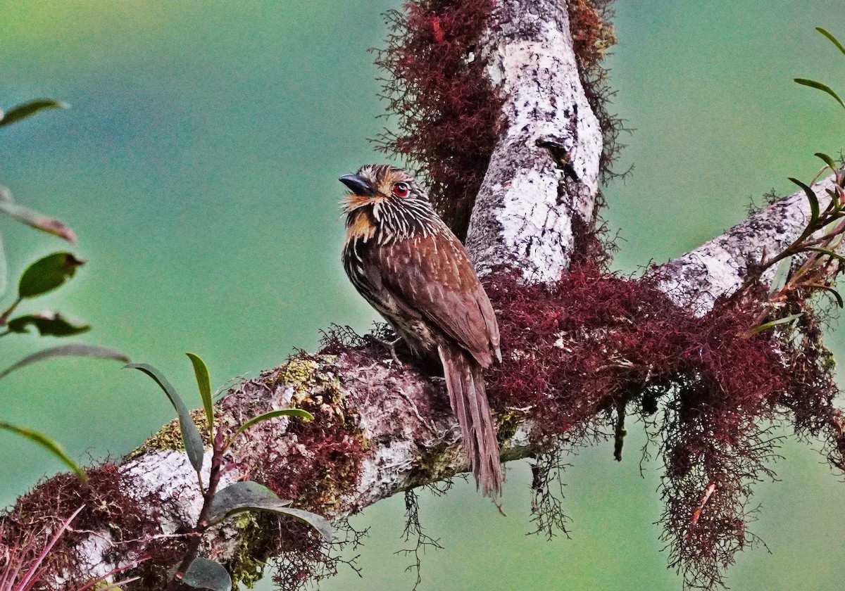 Black-streaked Puffbird - ML643107740