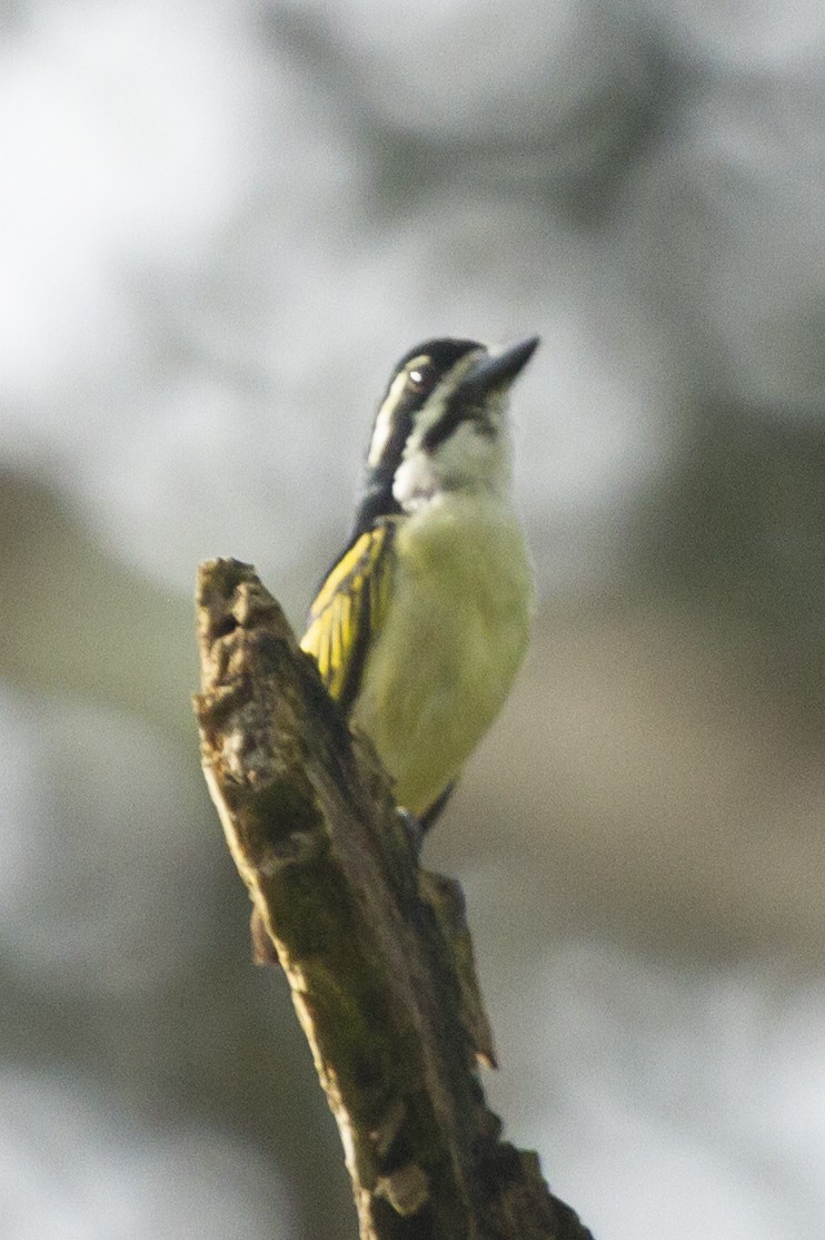 vousáček drobný - ML643107750