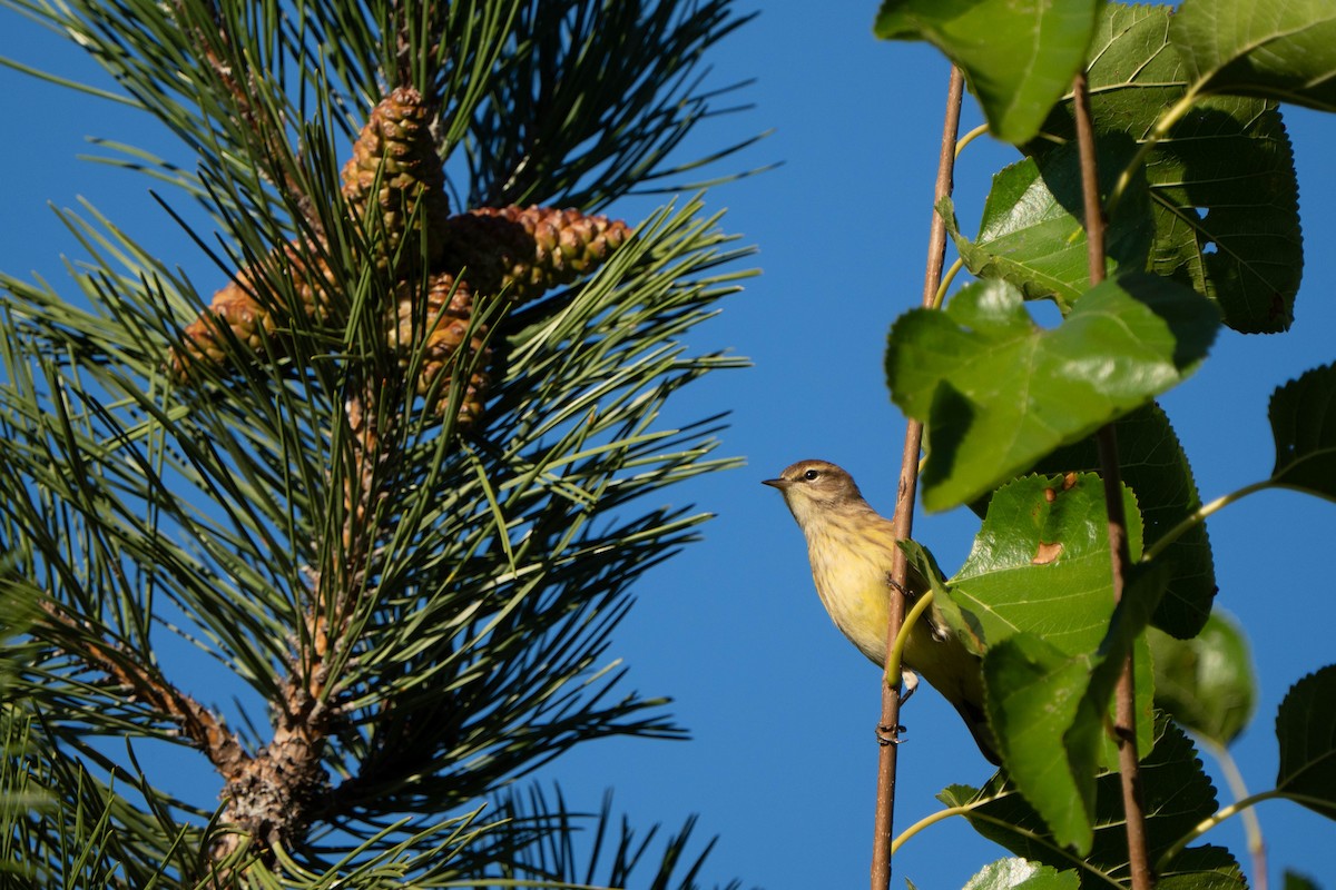 Palm Warbler - ML643107752