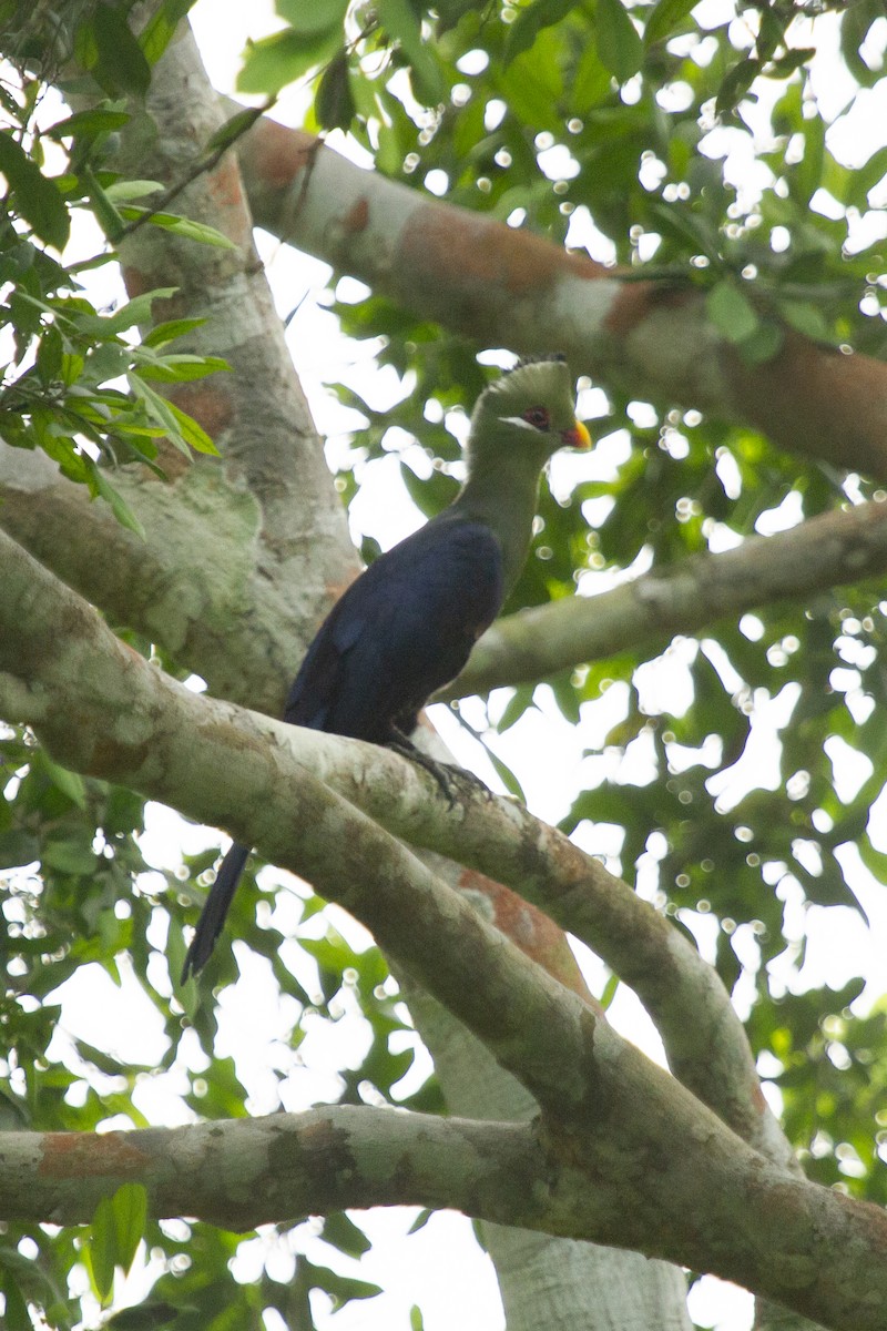 Yellow-billed Turaco - ML643107770
