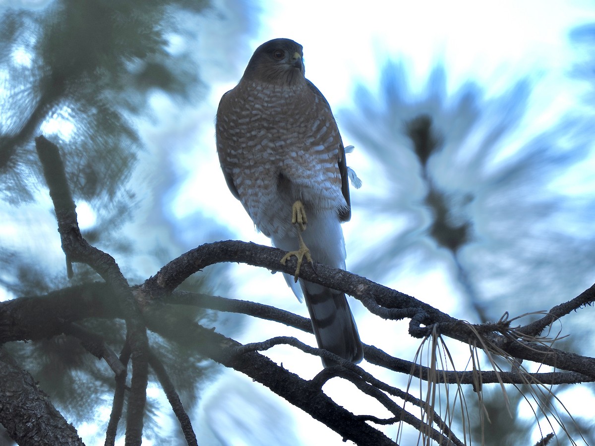Sharp-shinned Hawk (Northern) - ML643107775