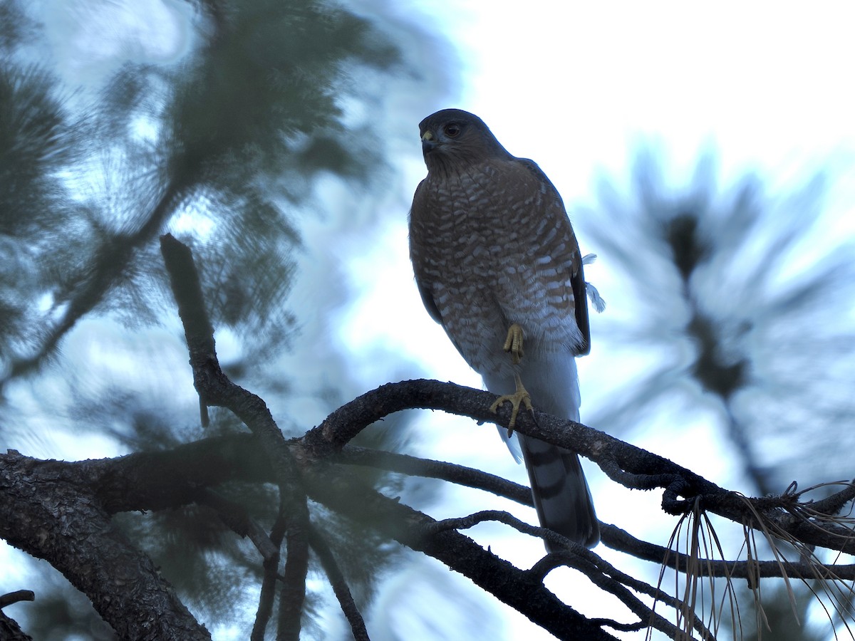 Sharp-shinned Hawk (Northern) - ML643107776