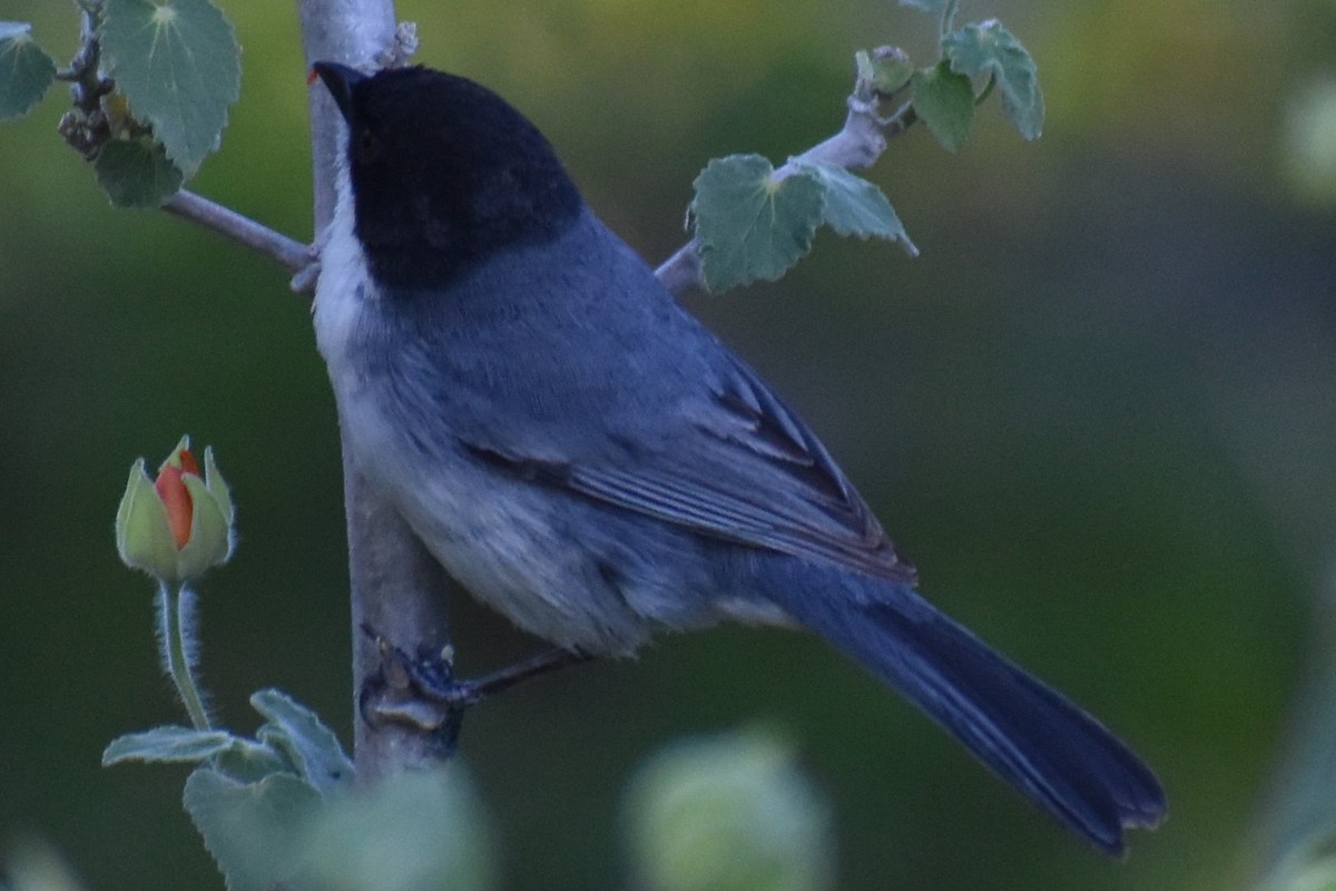 Black-capped Warbling Finch - ML643107777