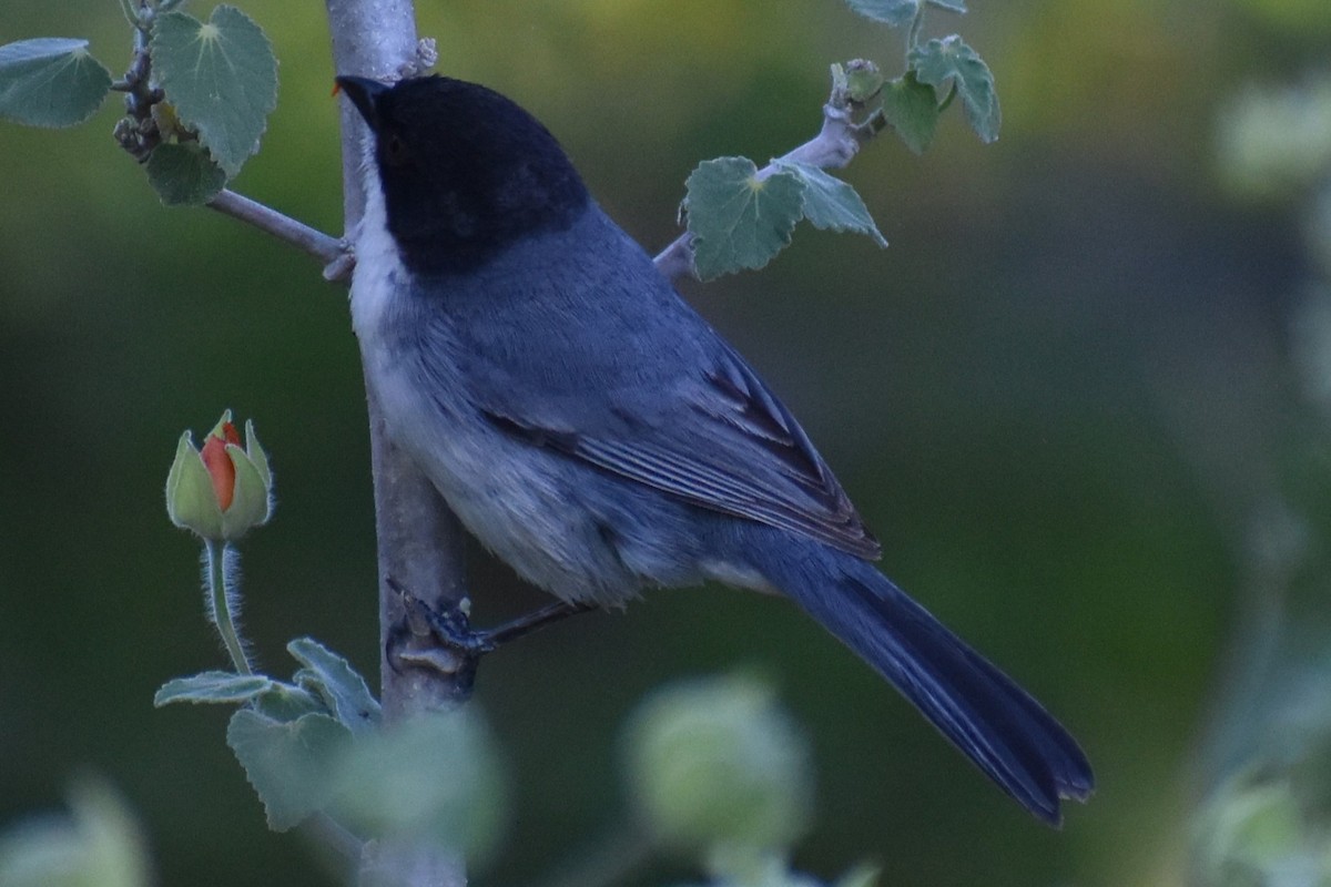 Black-capped Warbling Finch - ML643107778