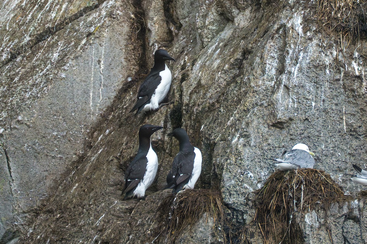 Thick-billed Murre - ML643107780