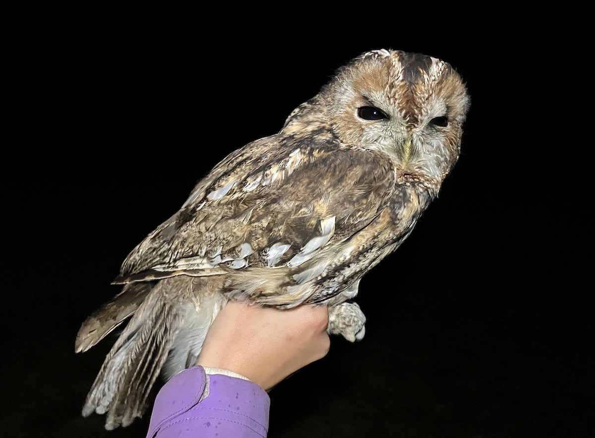 Tawny Owl - ML643107781