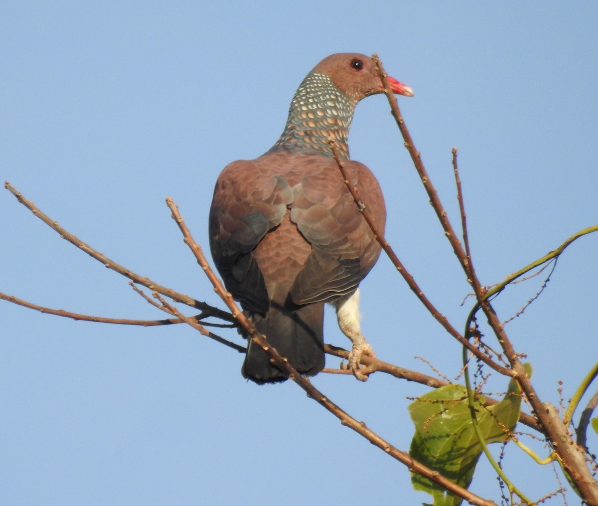 Scaled Pigeon - ML643107783