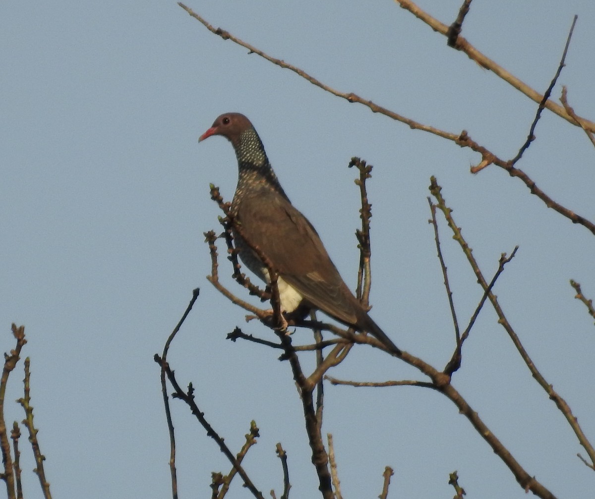 Scaled Pigeon - ML643107784