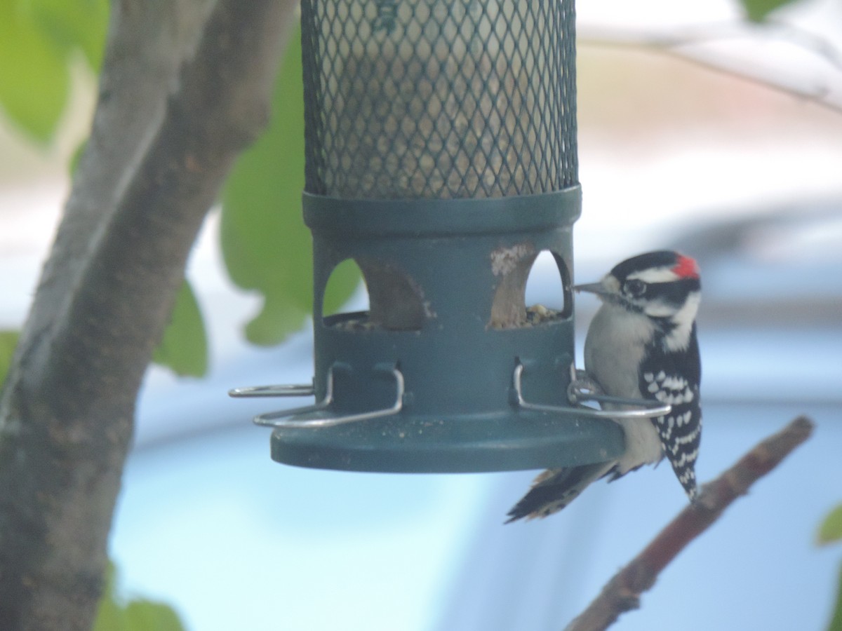 Downy Woodpecker - ML643107785