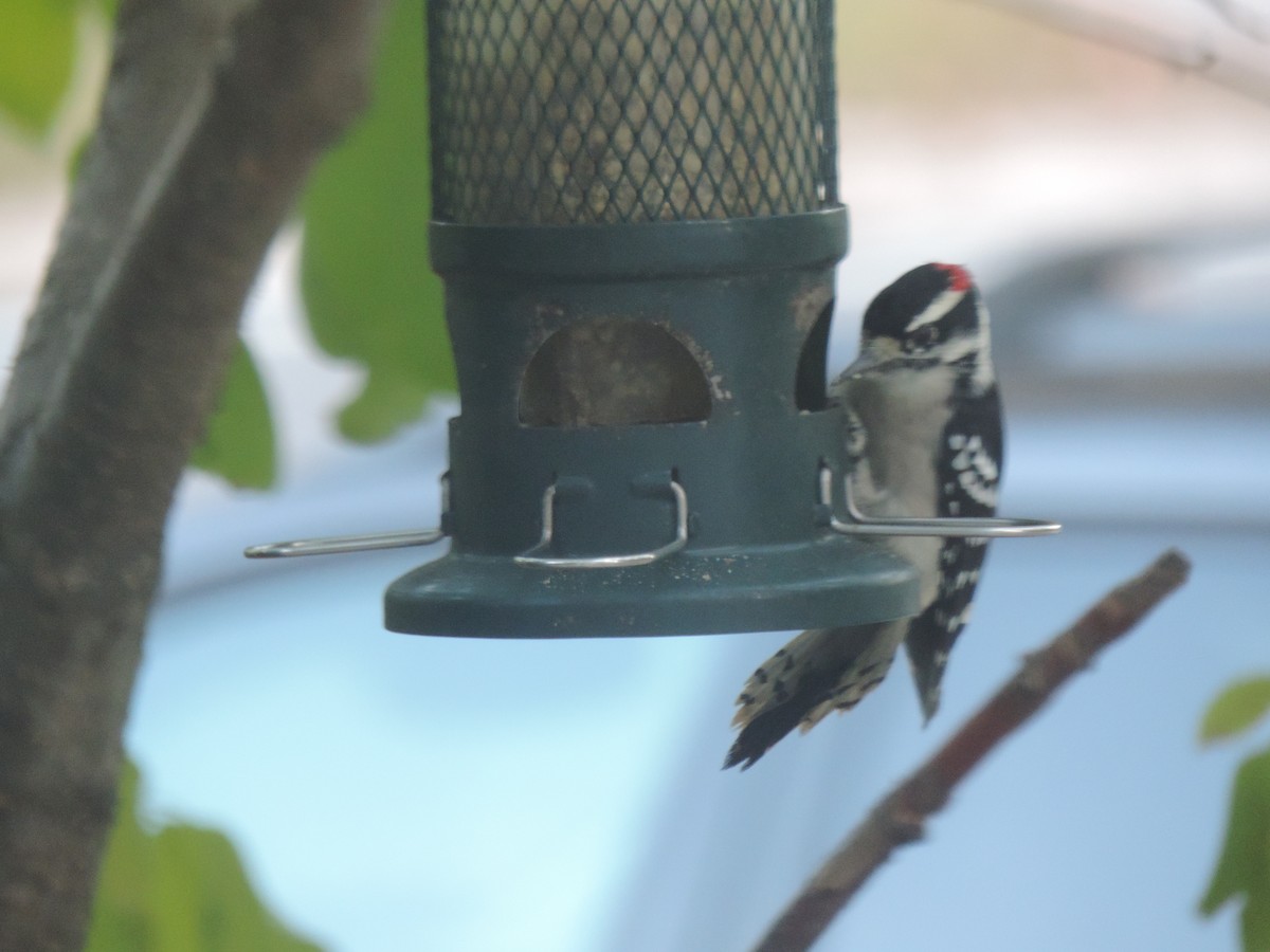 Downy Woodpecker - ML643107786