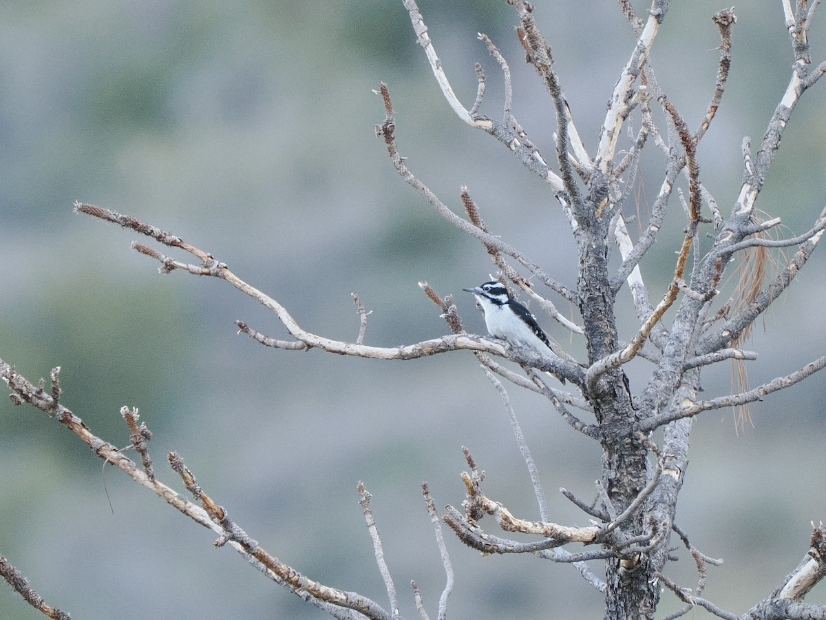 Hairy Woodpecker - ML643107787