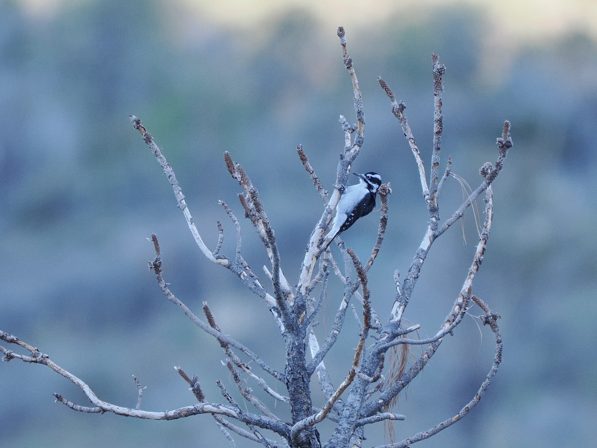 Hairy Woodpecker - ML643107788