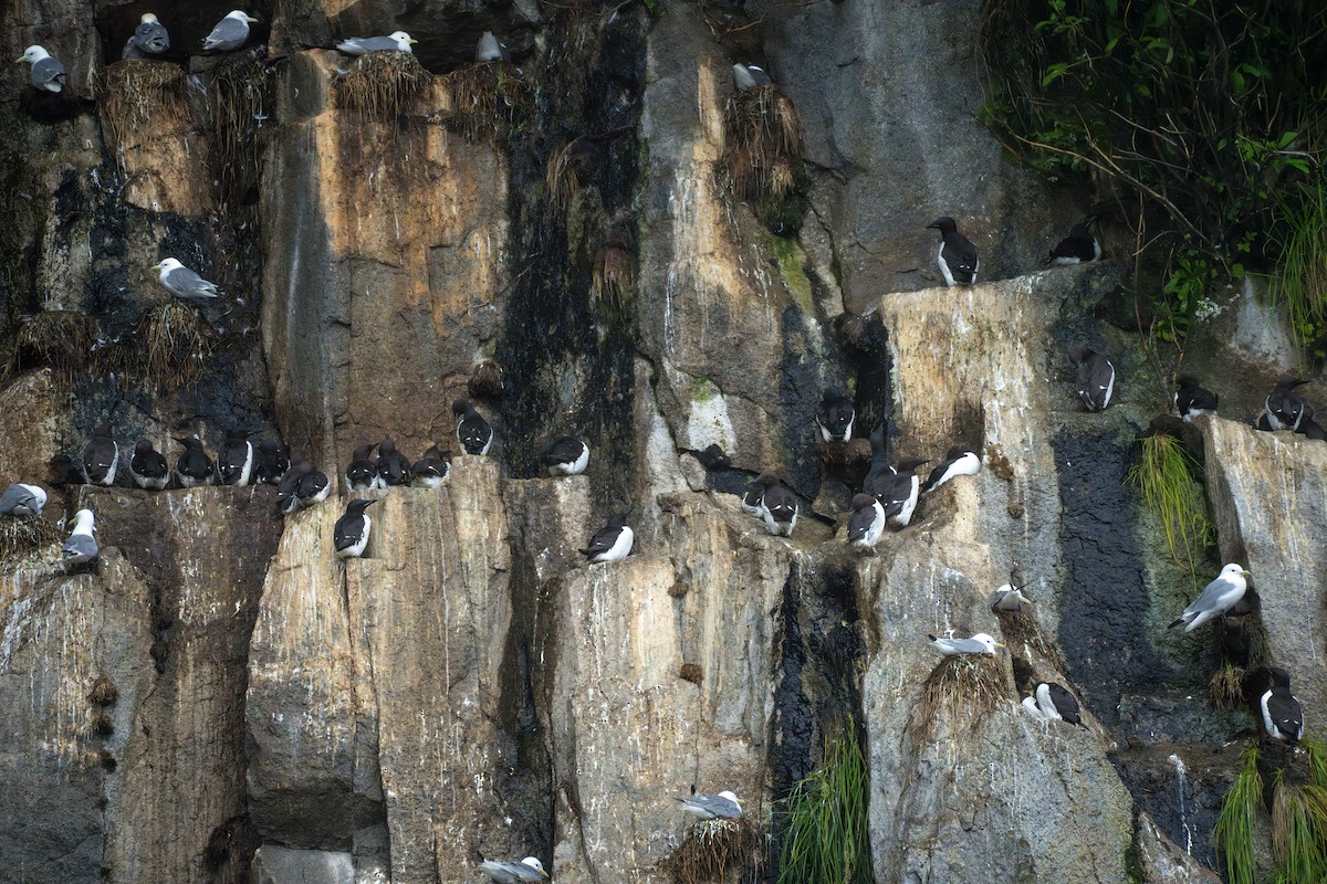 Common Murre - ML643107790