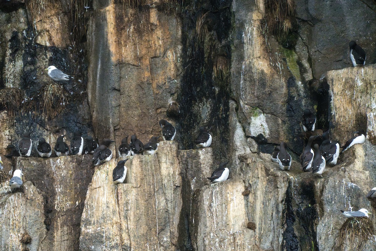 Thick-billed Murre - ML643107797
