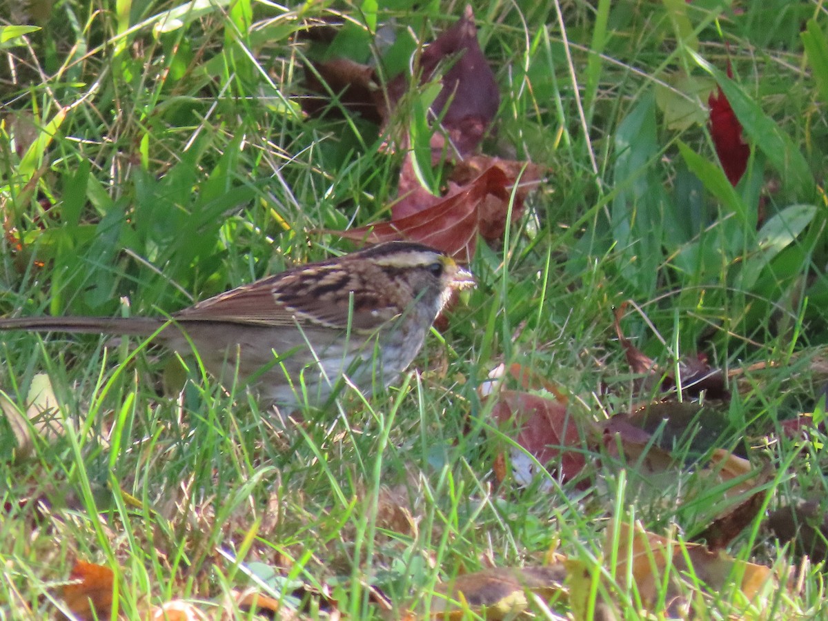 White-throated Sparrow - ML643107798