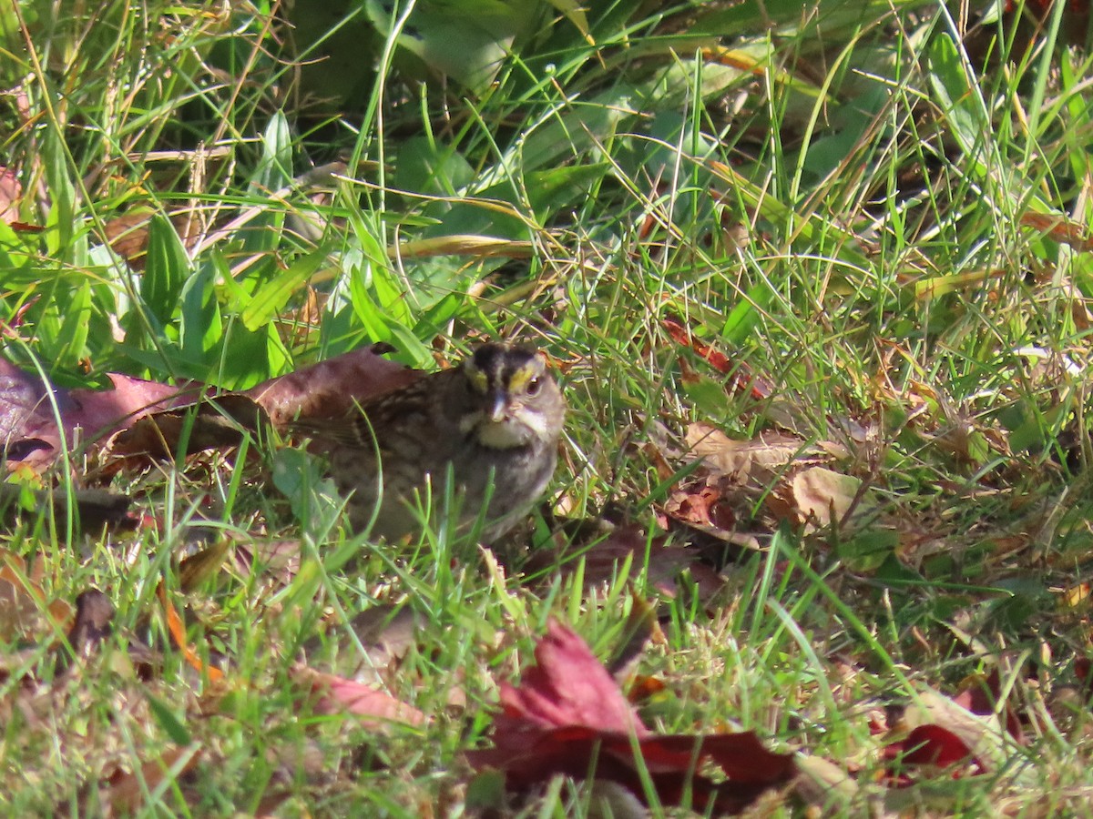 White-throated Sparrow - ML643107799