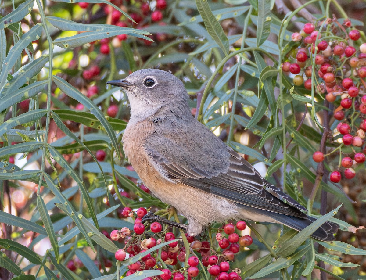 Western Bluebird - ML643107800