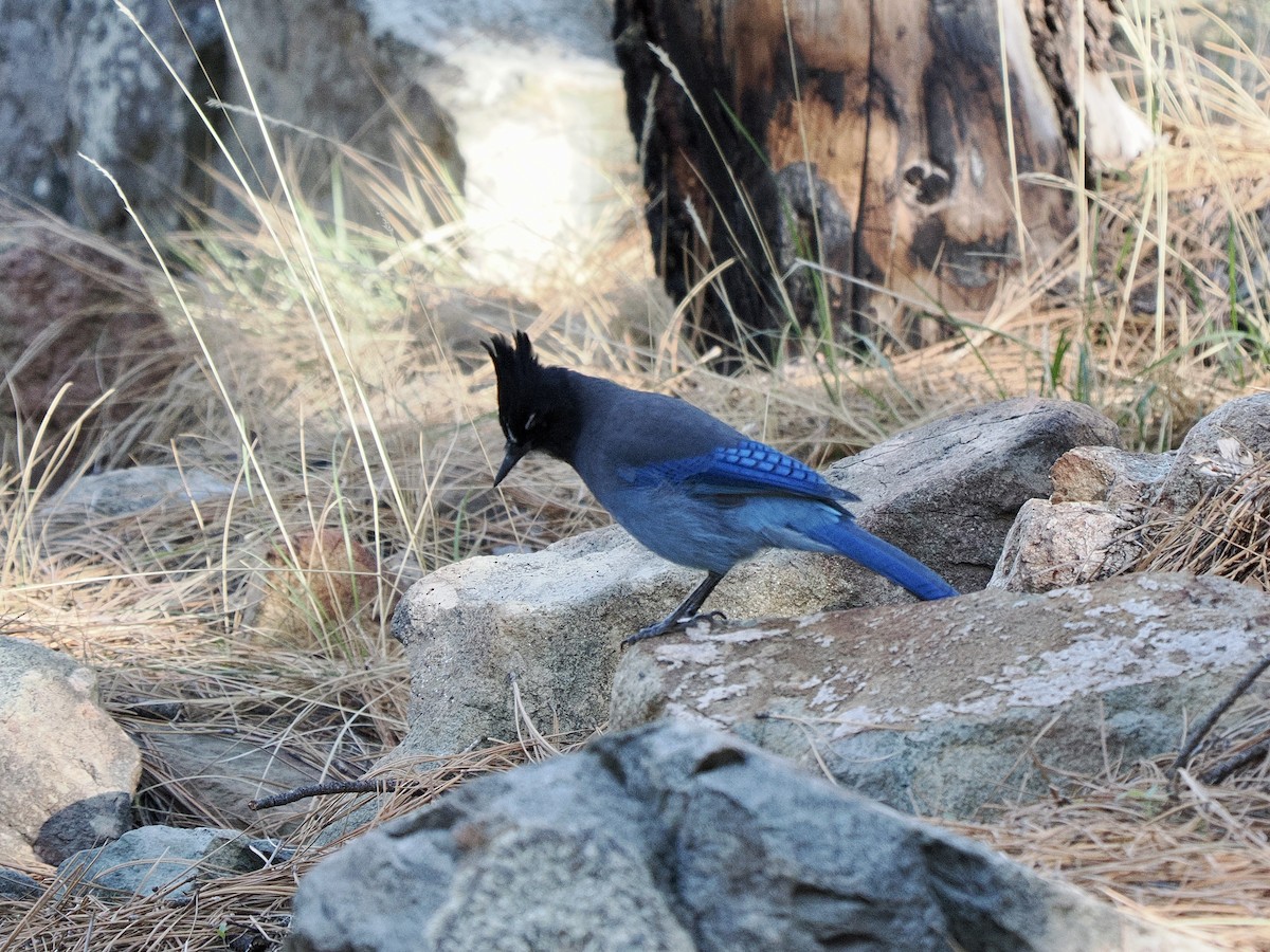 Steller's Jay - ML643107805