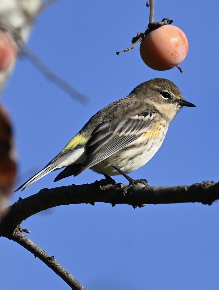 Yellow-rumped Warbler - ML643107806