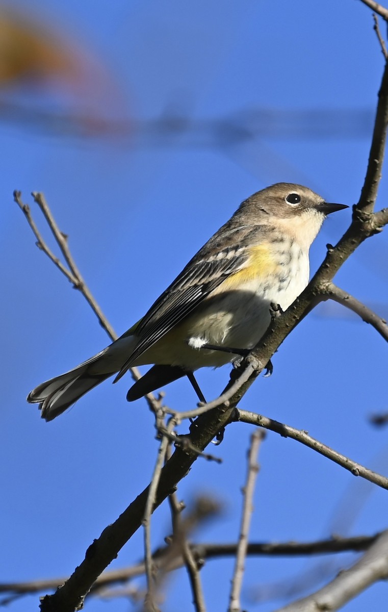 Yellow-rumped Warbler - ML643107807
