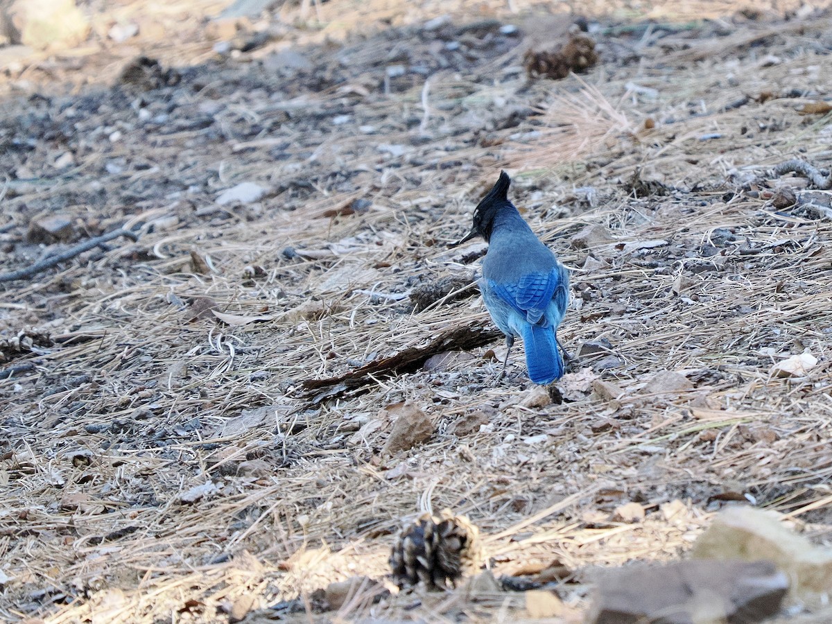Steller's Jay - ML643107808