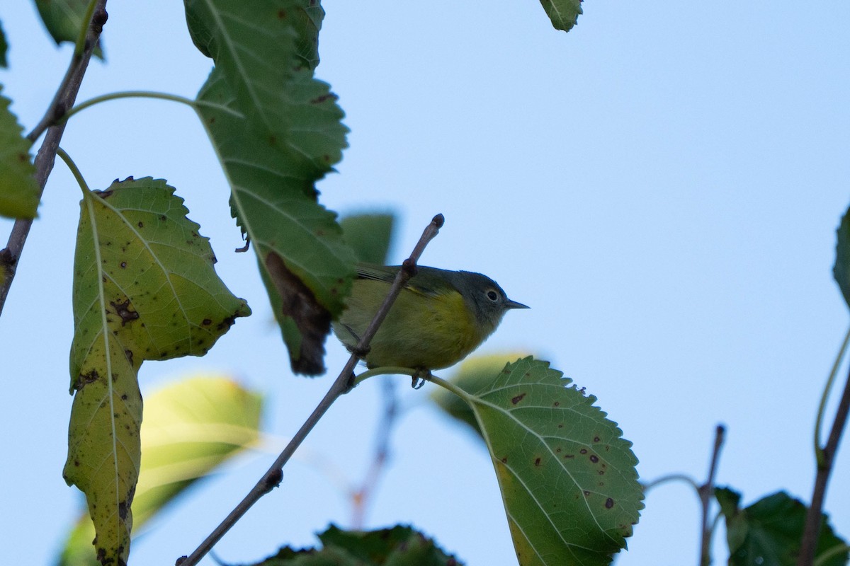 Nashville Warbler - ML643107811