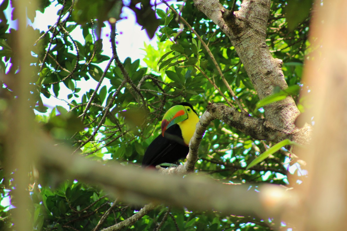 Keel-billed Toucan - ML643107812
