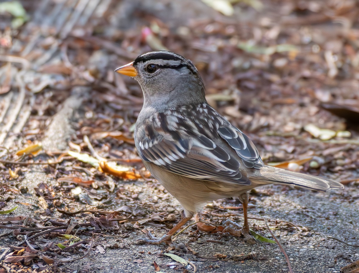 White-crowned Sparrow - ML643107813