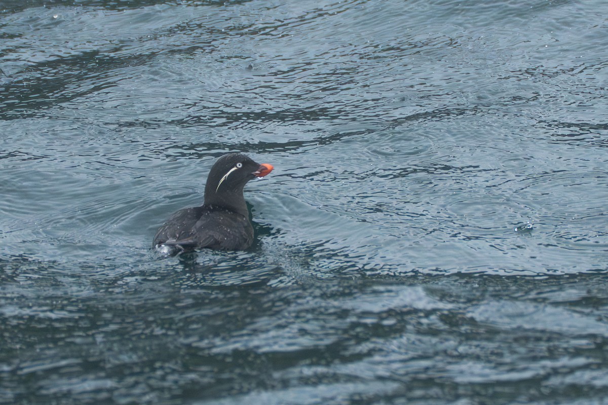 Parakeet Auklet - ML643107814
