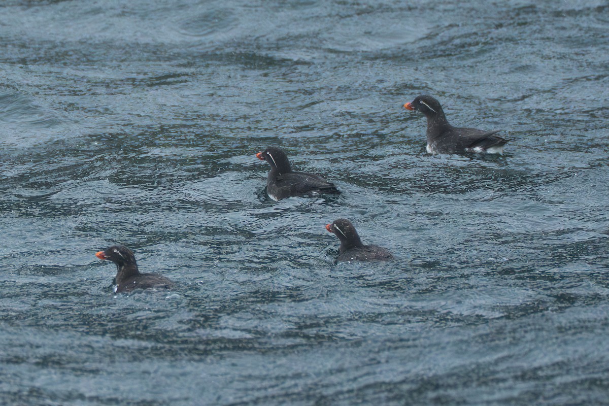 Parakeet Auklet - ML643107815