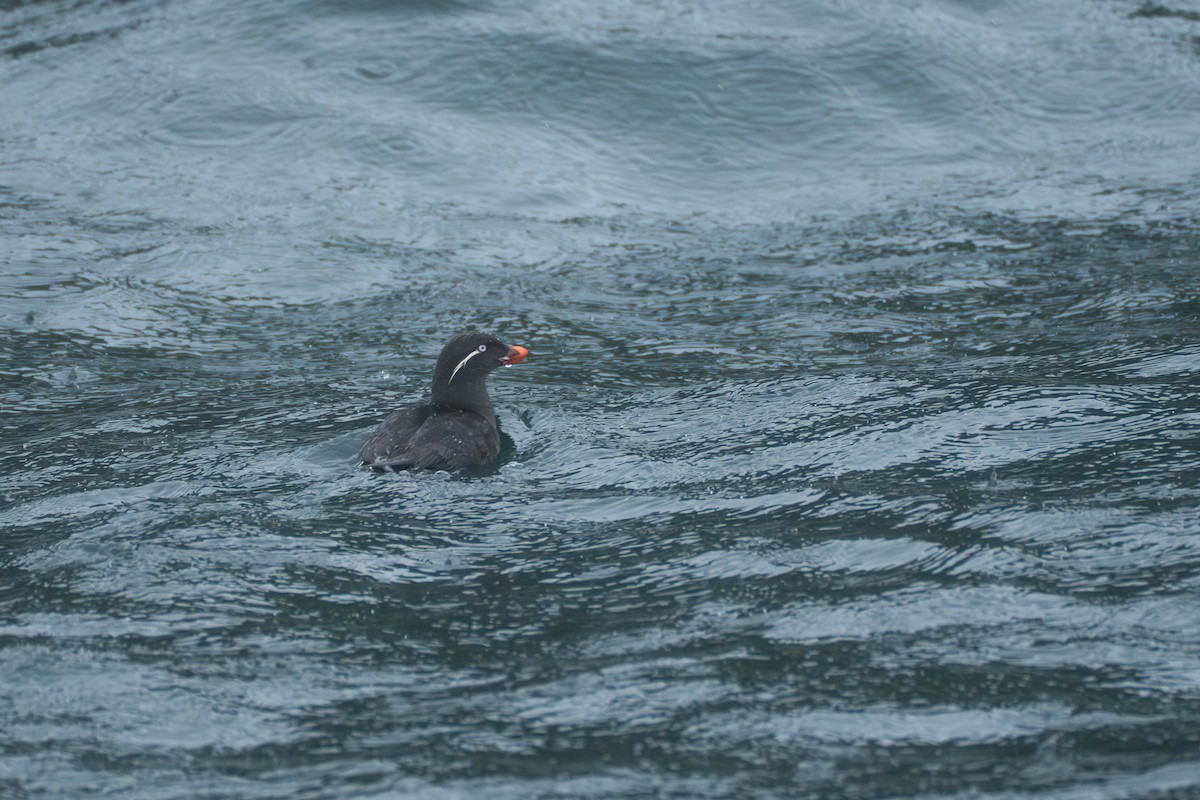 Parakeet Auklet - ML643107816