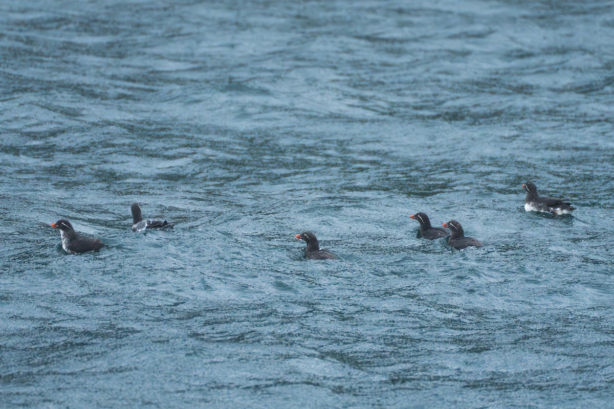 Parakeet Auklet - ML643107817