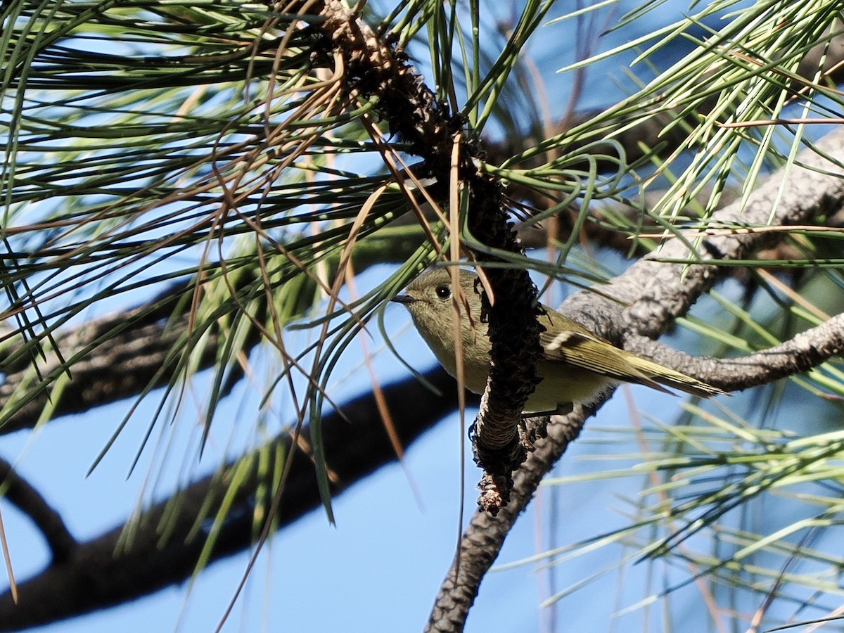 Ruby-crowned Kinglet - ML643107820