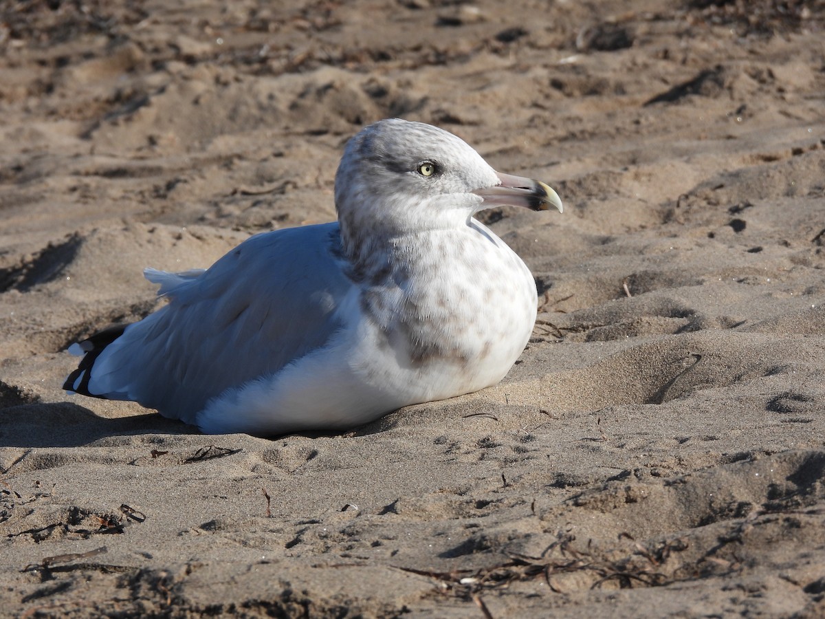 Ring-billed Gull - ML643107821