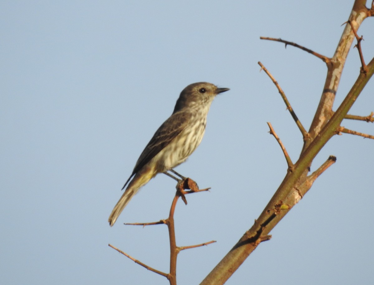 Vermilion Flycatcher - ML643107823
