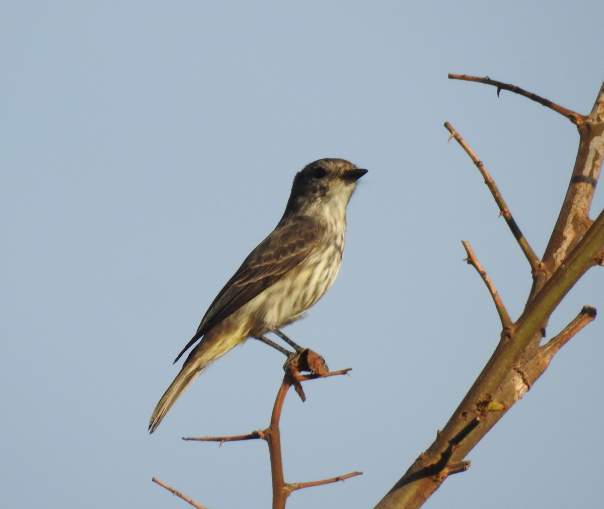 Vermilion Flycatcher - ML643107824