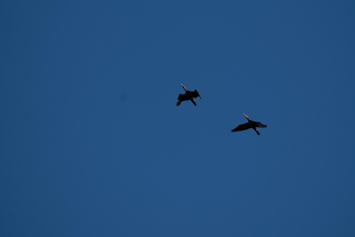 Double-crested Cormorant - ML643107826