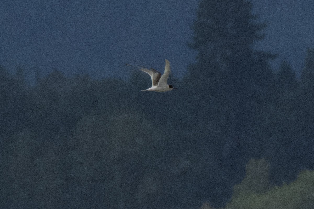 rødnebbterne - ML643107836