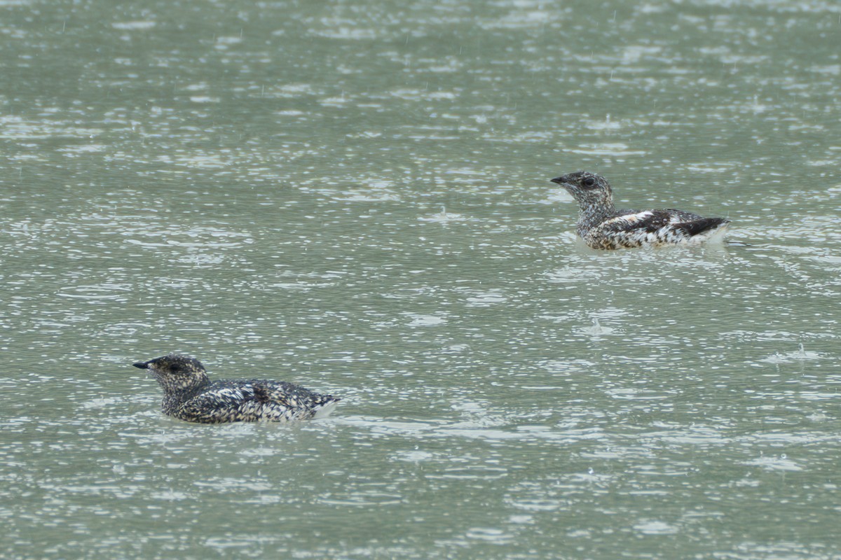 Kittlitz's Murrelet - ML643107854