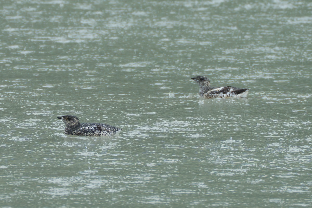 Kittlitz's Murrelet - ML643107855